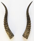 Blessbockhörner - Länge 37 cm