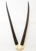 Oryxhörner Nr. 2072