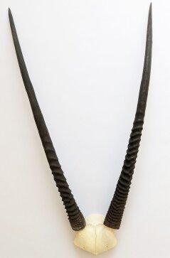 Oryxhörner Nr. 2073