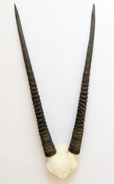 Oryxhörner Nr. 2074