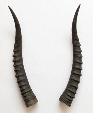 Blessbockhörner weiblich - Länge 30 cm