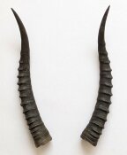 Blessbockhörner weiblich - Länge 30 cm