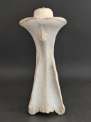 Giraffenhalswirbel Nr. 5031 