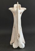 Giraffenhalswirbel Nr. 5031 