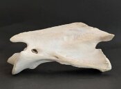 Giraffenhalswirbel Nr. 5031 
