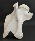 Giraffenhalswirbel Nr. 5035