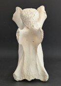 Giraffenhalswirbel Nr. 5035
