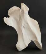 Giraffenhalswirbel Nr. 5035