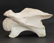 Giraffenhalswirbel Nr. 5035