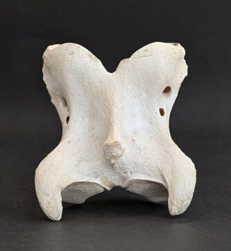 Giraffenhalswirbel Nr. 5037