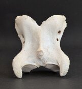 Giraffenhalswirbel Nr. 5037