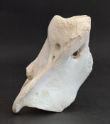 Giraffenhalswirbel Nr. 5037