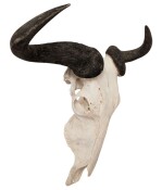 Streifengnuhörner mit Schädeloberteil Nr. 2207