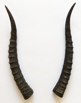 Blessbockhörner weiblich - Länge 33 cm