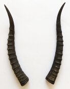 Blessbockhörner weiblich - Länge 33 cm