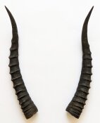 Blessbockhörner weiblich - Länge 33 cm