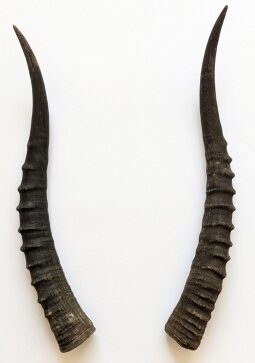 Blessbockhörner weiblich - Länge 37 cm