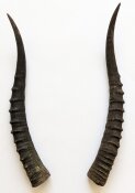 Blessbockhörner weiblich - Länge 37 cm