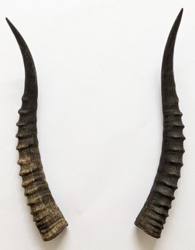 Blessbockhörner weiblich - Länge 32 cm