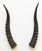 Blessbockhörner weiblich - Länge 32 cm