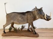 Warzenschwein Vollmontage Nr. 40