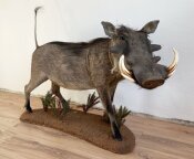 Warzenschwein Vollmontage Nr. 40