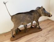 Warzenschwein Vollmontage Nr. 40