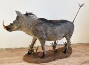 Warzenschwein Vollmontage Nr. 40