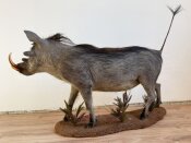Warzenschwein Vollmontage Nr. 40