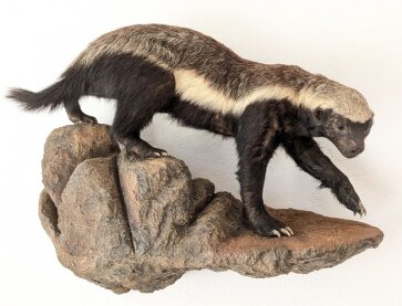 Honigdachs Honey Badger