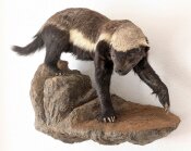 Honigdachs Honey Badger