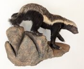 Honigdachs Honey Badger