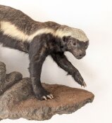 Honigdachs Honey Badger