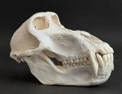 Affenschädel XL vom Pavian - Länge 22 cm Nr. 2178