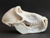 Affenschädel XL vom Pavian - Länge 22 cm Nr. 2178