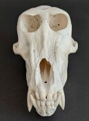 Affenschädel XL vom Pavian - Länge 22 cm Nr. 2178