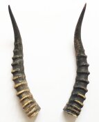 Blessbockhörner - Länge 34 cm