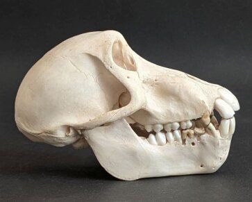 Affenschädel vom weiblichen Pavian - Länge 16,5 cm Nr. 2185