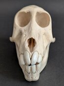 Affenschädel vom weiblichen Pavian - Länge 16,5 cm Nr. 2185