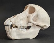 Affenschädel vom weiblichen Pavian - Länge 16,5 cm Nr. 2185