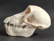 Affenschädel vom weiblichen Pavian - Länge 16,5 cm Nr. 2185
