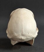 Affenschädel vom weiblichen Pavian - Länge 16,5 cm Nr. 2185
