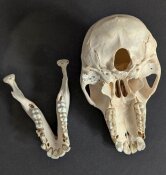 Affenschädel vom weiblichen Pavian - Länge 16,5 cm Nr. 2185