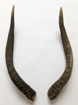 Nyalahörner 58 cm Nr. 2079