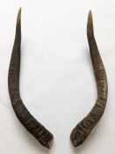 Nyalahörner 58 cm Nr. 2079