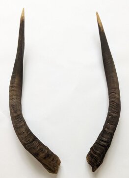 Nyalahörner 55 cm Nr. 2080 B-Ware