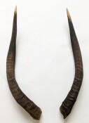 Nyalahörner 55 cm Nr. 2080 B-Ware