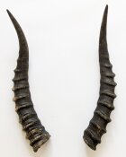 Blessbockhörner - Länge 33 cm