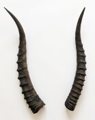Blessbockhörner weiblich - Länge 31 cm