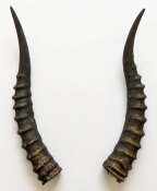 Blessbockhörner - Länge 34 cm